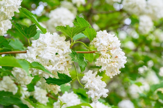 Flores desabrochando da primavera Grandes e lindas bolas brancas de Viburnum opulus Roseum Boule de Neige White Guelder Rose ou Viburnum opulus Sterilis Bola de Neve Arbusto Bola de Neve Europeia