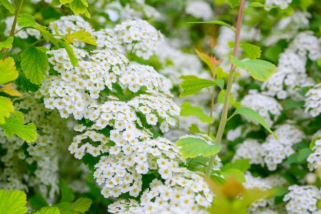 Flores desabrochando da primavera. Lobularia maritima flores Alyssum maritimum, Sweet Alyssum, Sweet Alison é uma espécie de planta com flores de baixo crescimento.