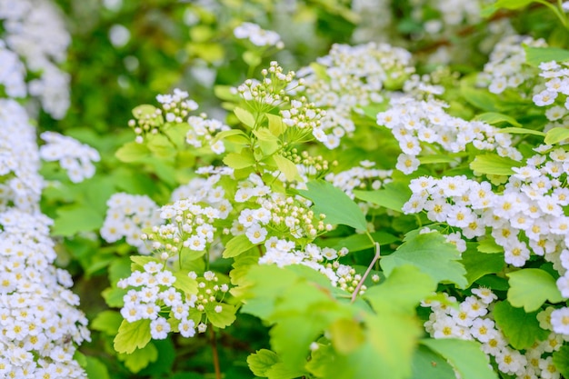 Flores desabrochando da primavera Lobularia maritima flores Alyssum maritimum Sweet Alyssum Sweet Alison é uma espécie de planta com flores de baixo crescimento