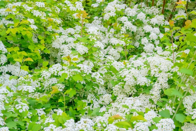 Flores desabrochando da primavera Lobularia maritima flores Alyssum maritimum Sweet Alyssum Sweet Alison é uma espécie de planta com flores de baixo crescimento