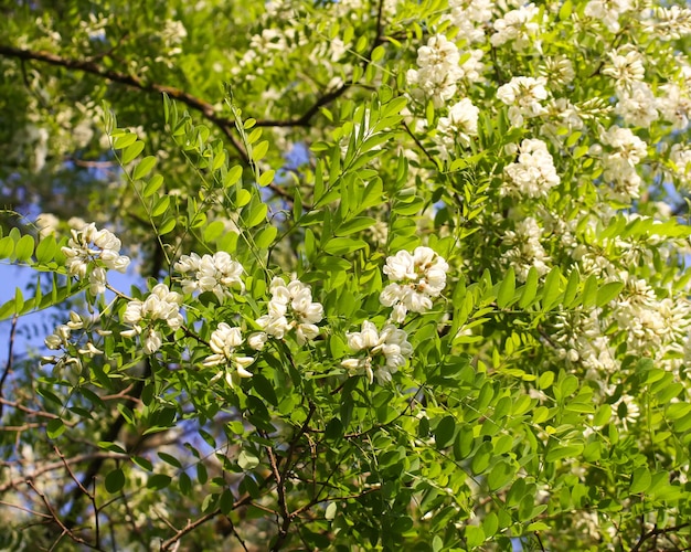 Flores desabrochando de acácia branca em um parque na primavera.