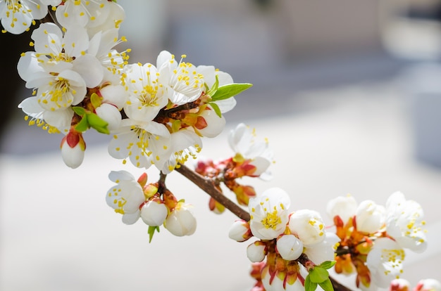 Flores desabrochando de árvores de damasco de frutas com foco seletivo e profundidade de campo, tonificação artística