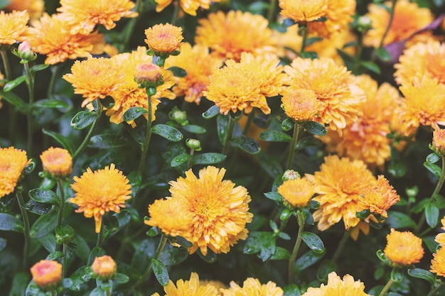 Flores desabrochando de crisântemo no jardim