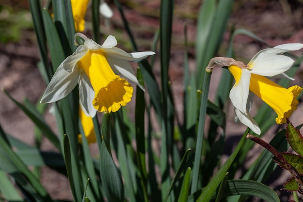 Flores desabrochando de narcisos na macro fotografia