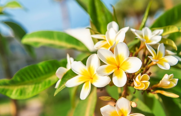 Flores desabrochando de plumeria contra o céu