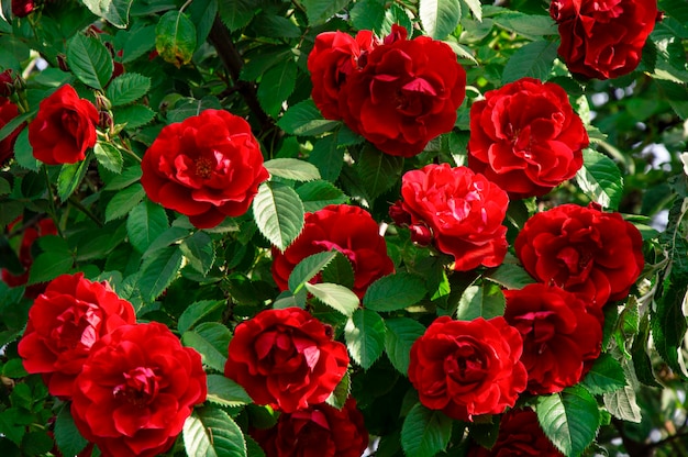 Foto flores desabrochando de um spray vermelho rosa em um galho com folhas verdes