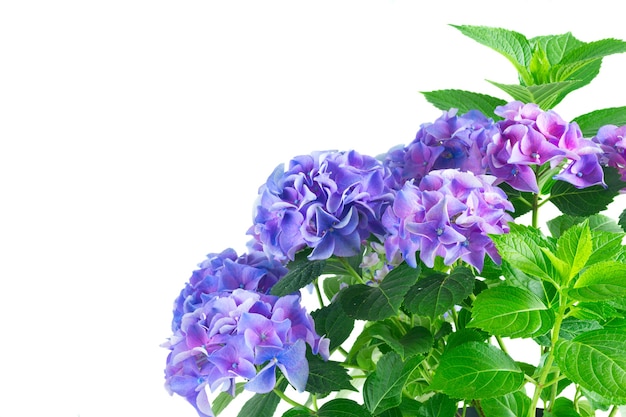 Flores desabrochando frescas de hortensia frescas azuis e violetas isoladas no fundo branco