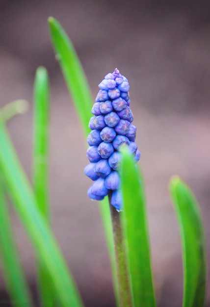 Flores desabrochando Muscari. foco seletivo. natureza fliwers.