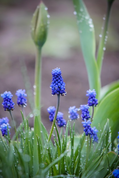 Flores desabrochando Muscari. foco seletivo. natureza fliwers.