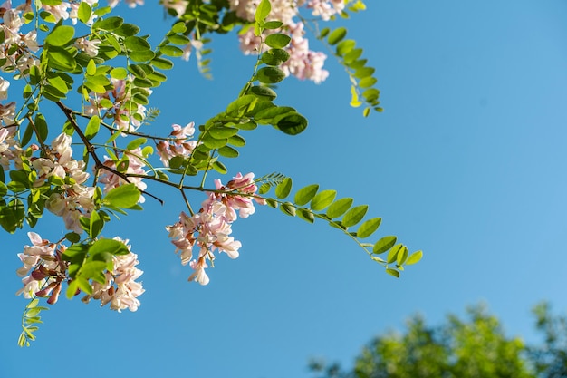 Foto flores desabrochando na árvore robínia ao fundo do céu azul