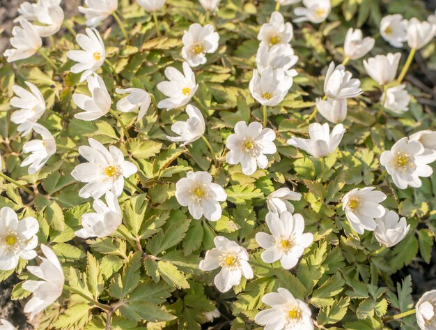 Flores desabrochando Nemorosa ou Thimbleweeds