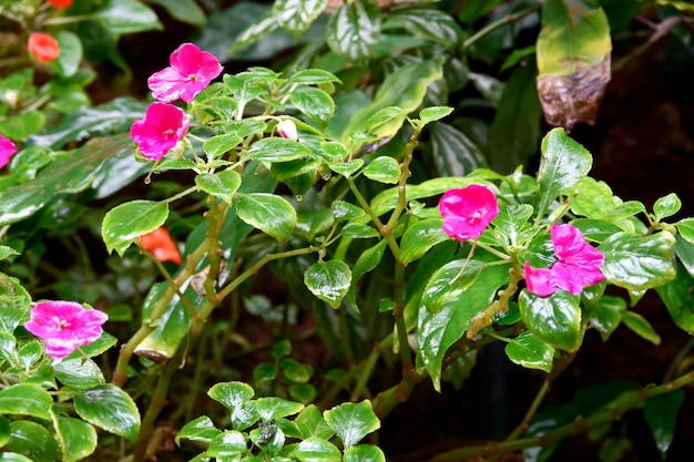 Flores desabrochando no chão depois da chuva