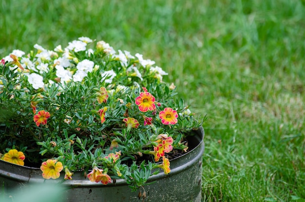 Flores desabrochando no jardim em uma panela