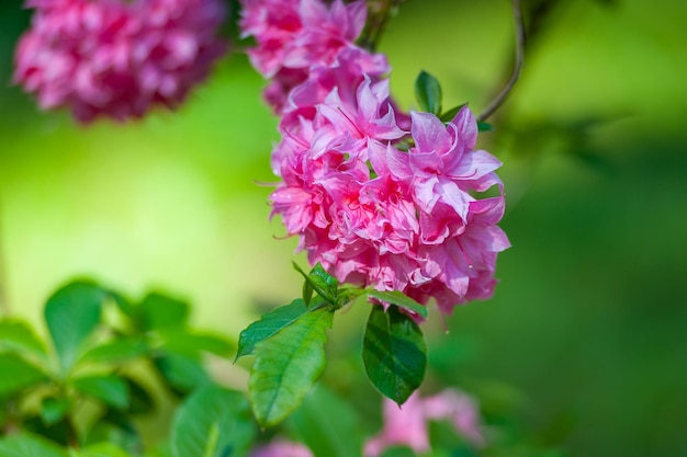 Flores desabrochando rododendros no jardim primavera. belo rododendro rosa close-up.