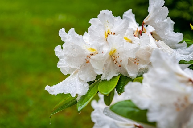 Flores desabrochando rododendros no jardim primavera. lindo rododendro branco com gotas após a chuva. fechar-se.