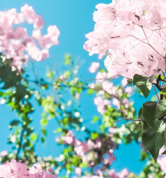 Flores desabrochando rosa pastel e céu azul em um fundo floral de jardim de sonho