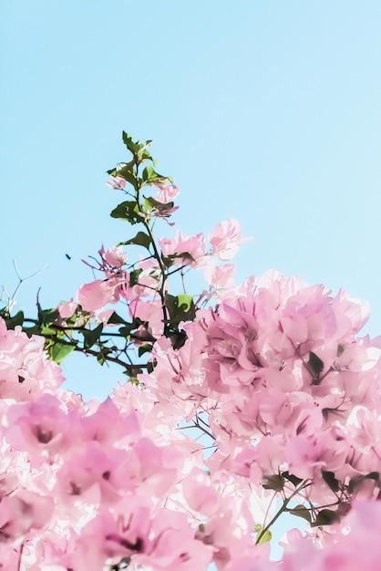 Flores desabrochando rosa pastel e céu azul em um fundo floral de jardim de sonho