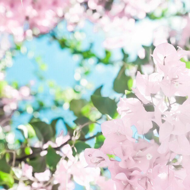 Flores desabrochando rosa pastel e céu azul em um fundo floral de jardim de sonho