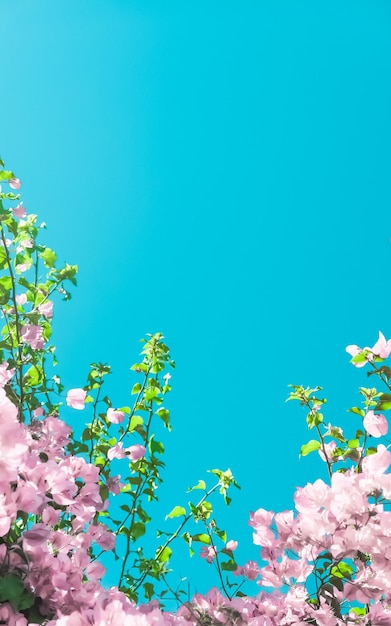 Flores desabrochando rosa pastel e céu azul em um fundo floral de jardim de sonho