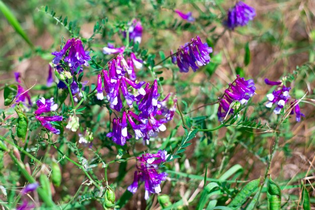 Flores desabrochando violetas das ervilhas de rato de planta medicinal de campo