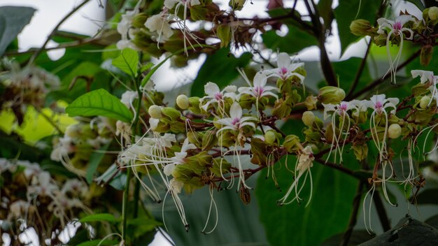 Flores desconocidas que florecen al costado de la carretera en Bangladesh Un fondo muy agradable que puede usar como fondo