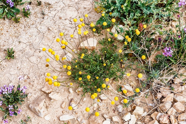 Flores en el desierto Negev Israel