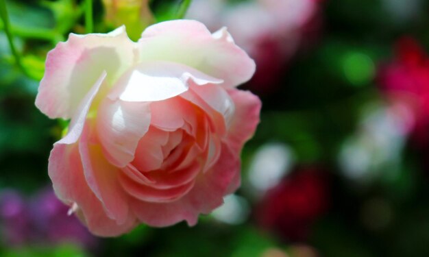 Flores para un día fresco y puro de amor