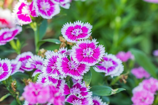 Flores Dianthus Chinensis