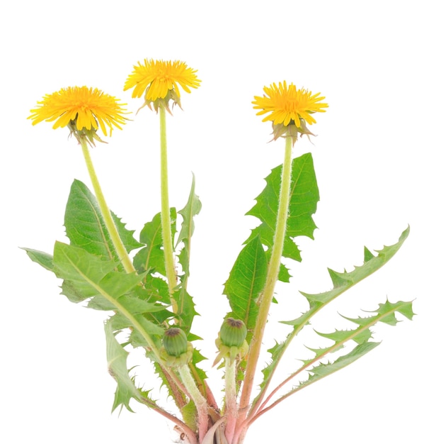 Flores de diente de león aisladas sobre fondo blanco.