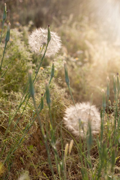 Foto flores de diente de león al atardecer