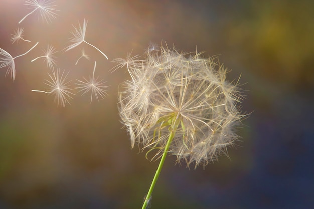 Foto flores de diente de león al atardecer