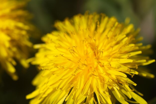 Flores de diente de león amarillas florecientes. Plantas de Taraxacum officinale en el jardín. Primavera en la naturaleza.