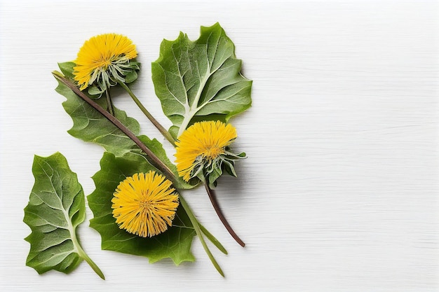 Flores de diente de león amarillas en el podio de fondo plano