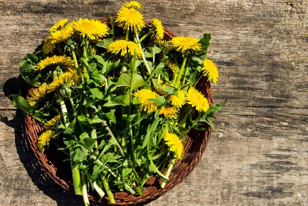 Flores de diente de león amarillo en cesta de mimbre sobre fondo de madera rústica. Vista superior