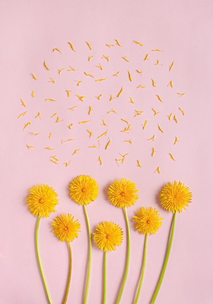 Flores de diente de león amarillo floreciente con pétalos sobre fondo de papel rosa plano con espacio de copia