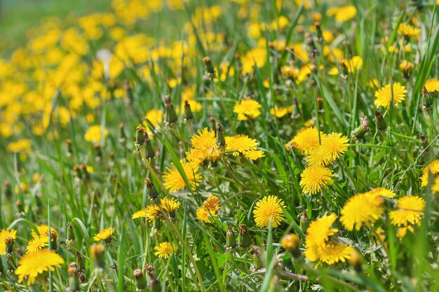 Flores de diente de león amarillo primavera