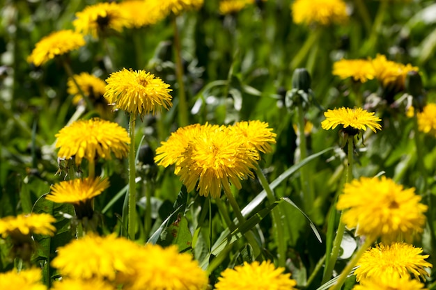 Flores de diente de león amarillo en el verano