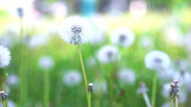 Flores de diente de león blanco esponjoso meciéndose en el viento entre la hierba verde en el campo Diente de león blanco esponjoso en hierba verde meciéndose en el viento durante el día nublado