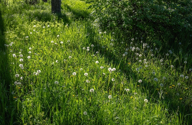 Flores de diente de león blanco en un prado verde