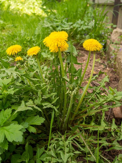 Flores de diente de león en el jardín