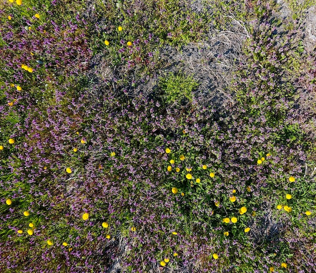 Foto flores de diente de león lamium purpureum floreciendo en el jardín