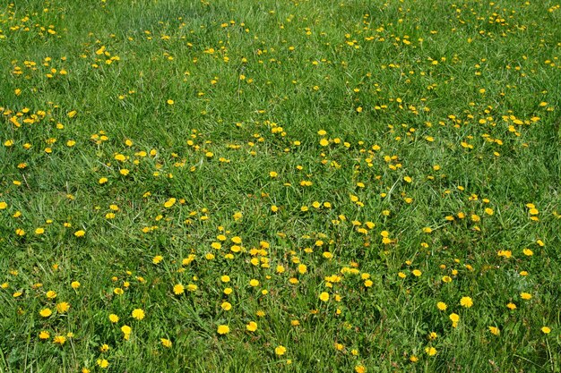 Flores de diente de león en prado verde