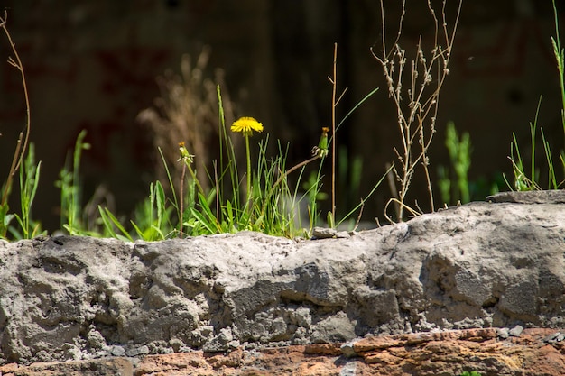 Flores de diente de león que crecen en la pared de ladrillo vieja