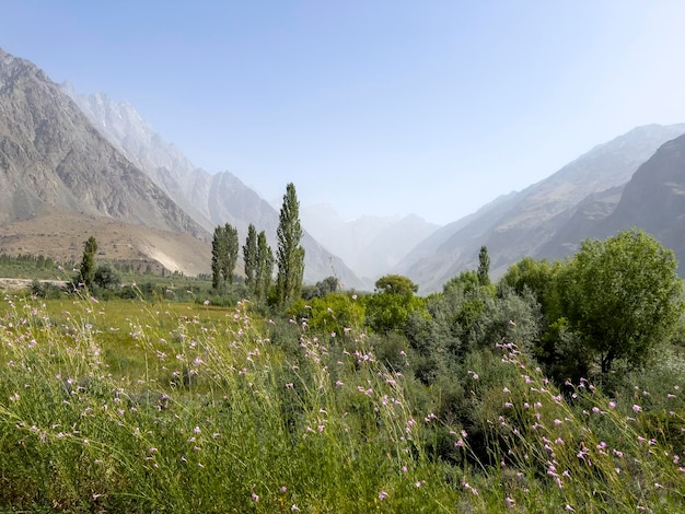 Flores de diferentes tipos en Badakhshan