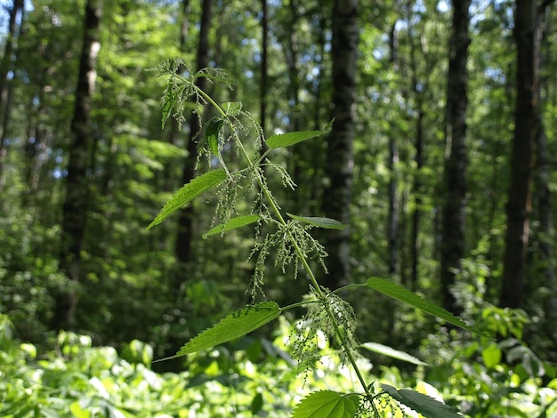 Flores dióicas de urtiga na floresta