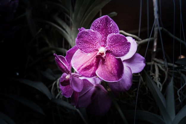 Flores en el diseño de tonos oscuros naturales.