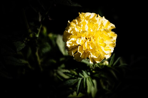 Flores en el diseño de tonos oscuros naturales.