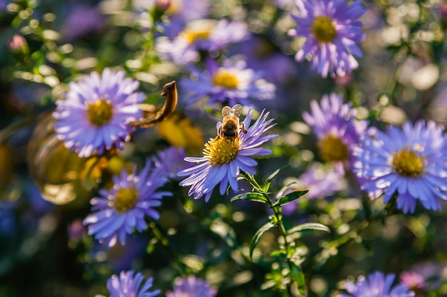 Flores do campo nas quais insetos e abelhas se sentam de perto