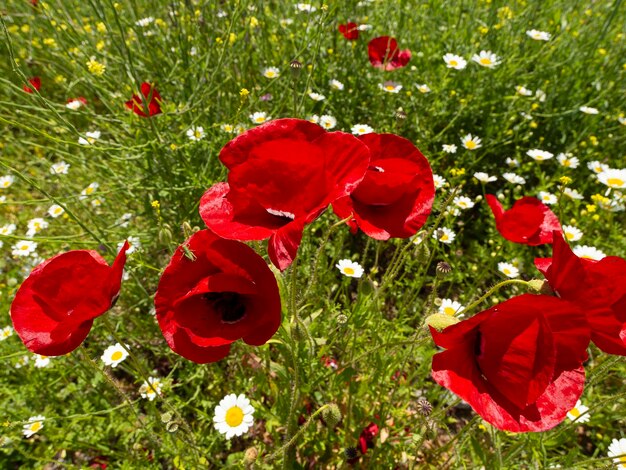 Flores do campo Papoila vermelha e margaridas florescem entre grama verde em um dia ensolarado na Grécia