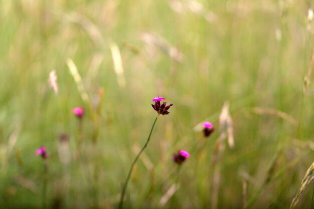 Flores do campo